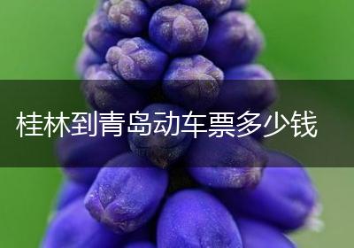 桂林到青岛动车票多少钱