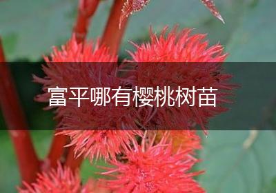 富平哪有樱桃树苗