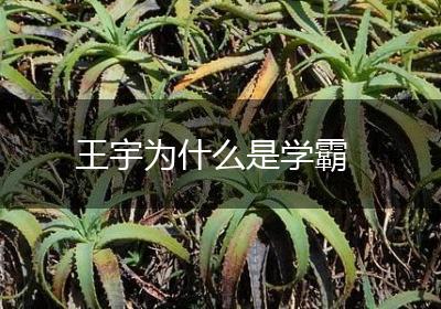 王宇为什么是学霸