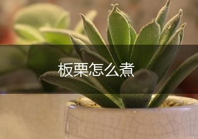 板栗怎么煮