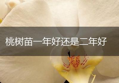 桃树苗一年好还是二年好