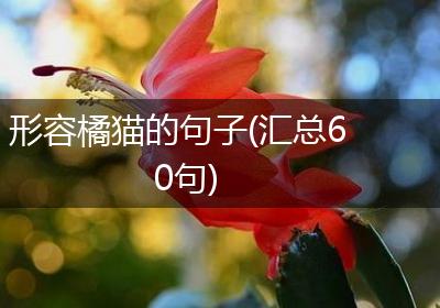 形容橘猫的句子(汇总60句)