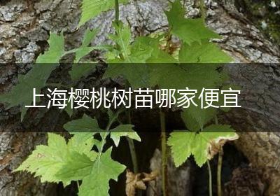 上海樱桃树苗哪家便宜