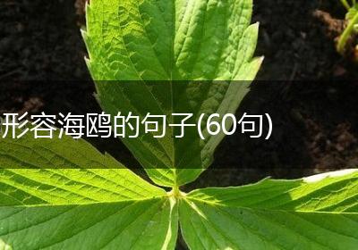 形容海鸥的句子(60句)