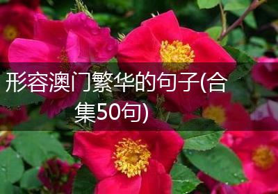 形容澳门繁华的句子(合集50句)
