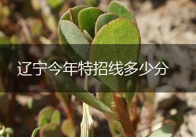 辽宁今年特招线多少分