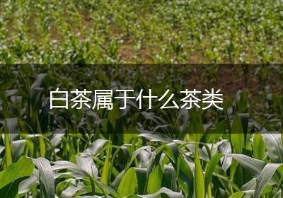 白茶属于什么茶类