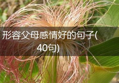 形容父母感情好的句子(40句)