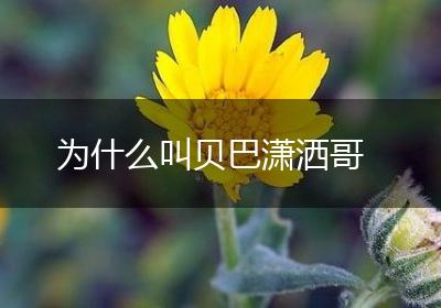 为什么叫贝巴潇洒哥