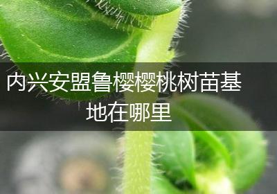 内兴安盟鲁樱樱桃树苗基地在哪里