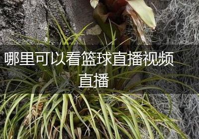 哪里可以看篮球直播视频直播
