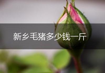 新乡毛猪多少钱一斤