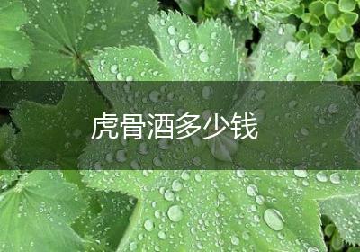 虎骨酒多少钱