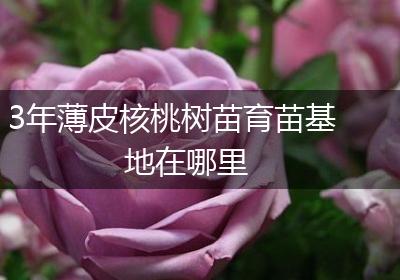 3年薄皮核桃树苗育苗基地在哪里