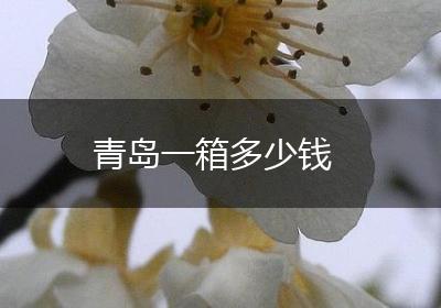 青岛一箱多少钱