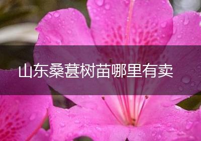 山东桑葚树苗哪里有卖