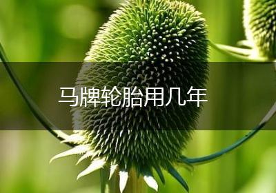马牌轮胎用几年
