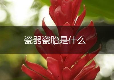 瓷器瓷胎是什么