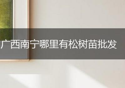广西南宁哪里有松树苗批发