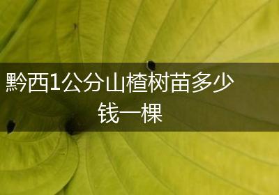 黔西1公分山楂树苗多少钱一棵