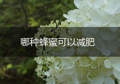 哪种蜂蜜可以减肥