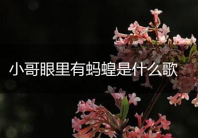 小哥眼里有蚂蝗是什么歌