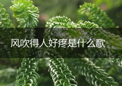 风吹得人好疼是什么歌