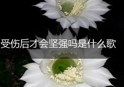 受伤后才会坚强吗是什么歌
