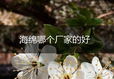 海绵哪个厂家的好