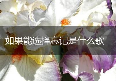 如果能选择忘记是什么歌