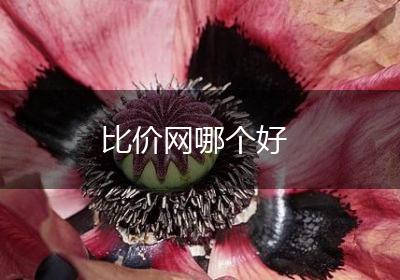 比价网哪个好