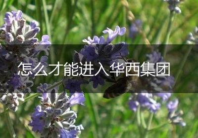 怎么才能进入华西集团