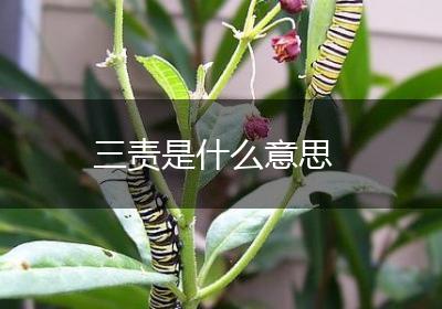 三责是什么意思