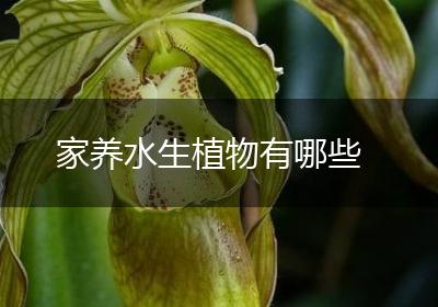家养水生植物有哪些