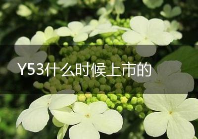 Y53什么时候上市的
