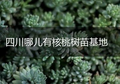 四川哪儿有核桃树苗基地