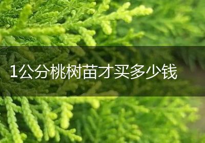1公分桃树苗才买多少钱