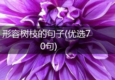 形容树枝的句子(优选70句)