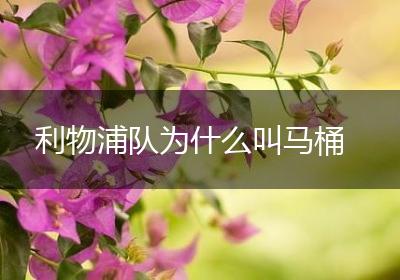利物浦队为什么叫马桶