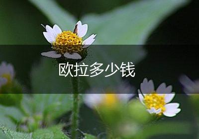 欧拉多少钱