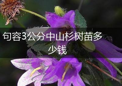 句容3公分中山杉树苗多少钱