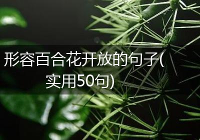 形容百合花开放的句子(实用50句)