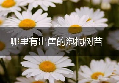 哪里有出售的泡桐树苗
