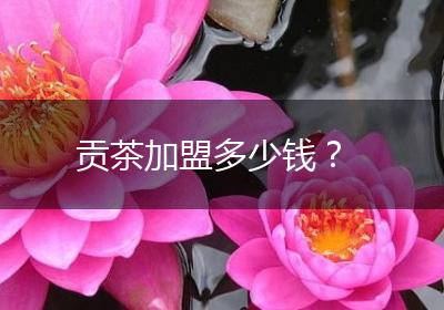 贡茶加盟多少钱？