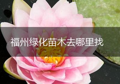 福州绿化苗木去哪里找