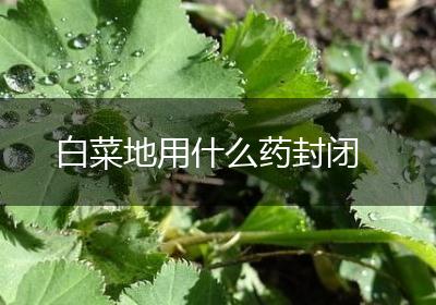 白菜地用什么药封闭
