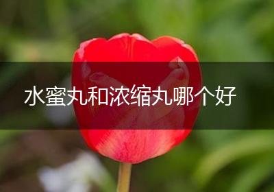 水蜜丸和浓缩丸哪个好