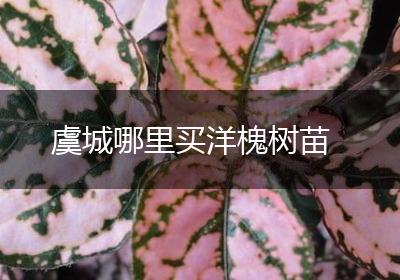 虞城哪里买洋槐树苗