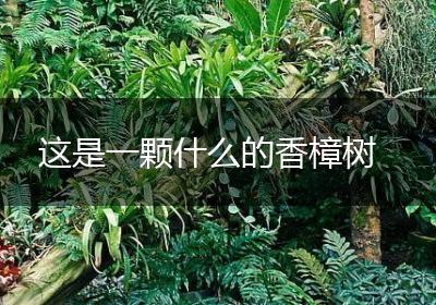 这是一颗什么的香樟树
