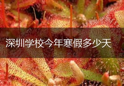 深圳学校今年寒假多少天